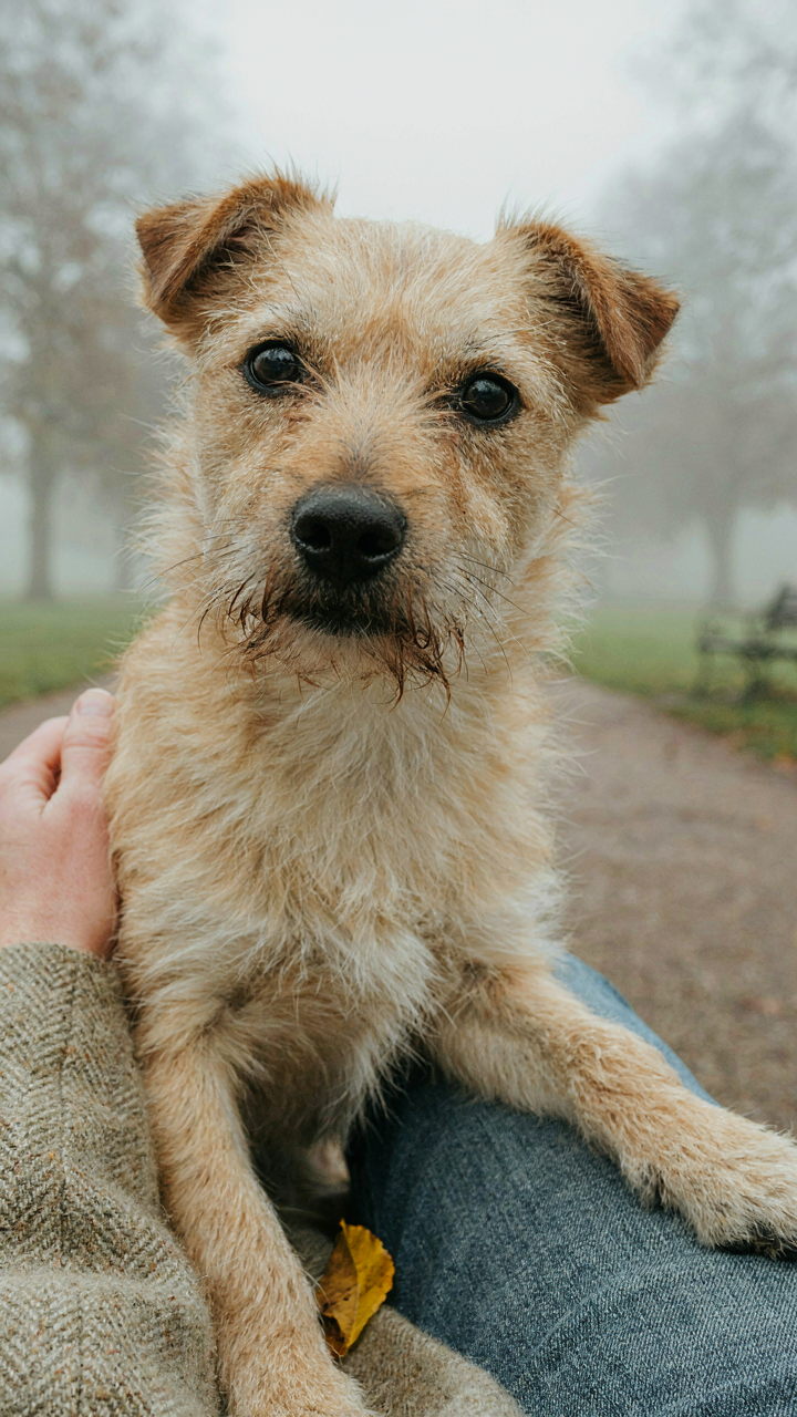 Close‑up van een kleine, ruwharige terrier‑mix hond met expressieve ogen, zittend op schoot in een mistig park